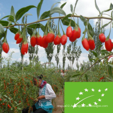 Certificat de l&#39;UE Substance organique de l&#39;usine de baies de Goji